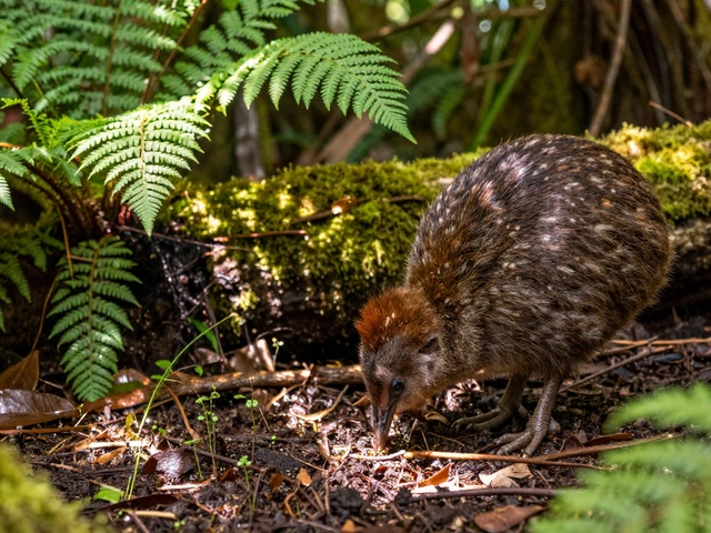 The 3 Main Classifications of the Environment: Biological, Physical & Social